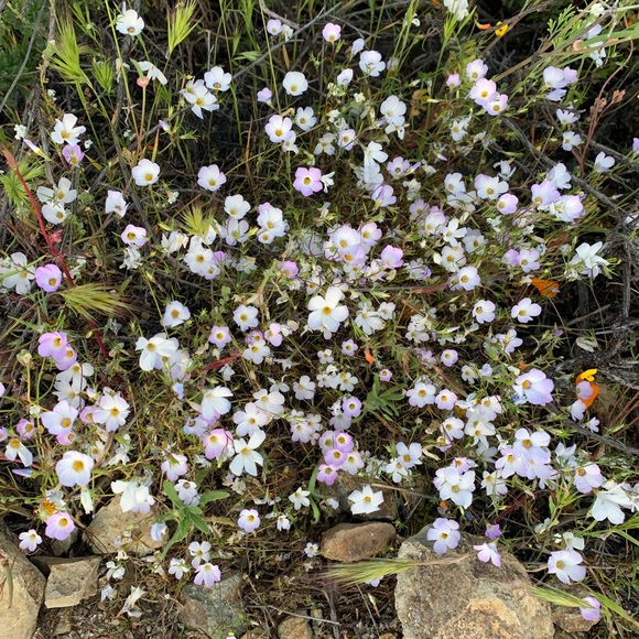 Meet your Posher, Giselle - Picture 1 of 1